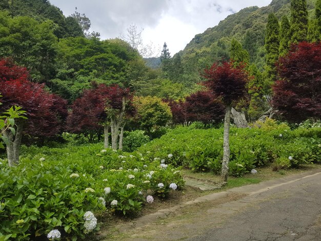 Beautiful forest trails in summer