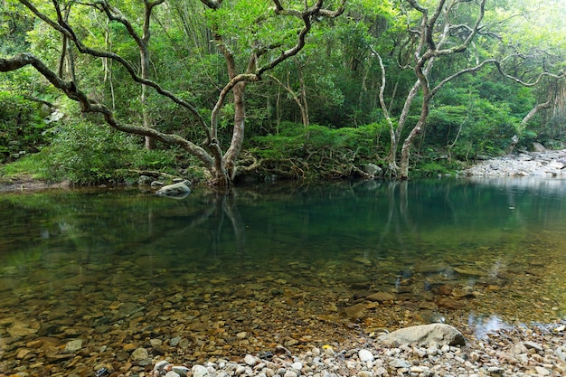 Beautiful forest and water pond