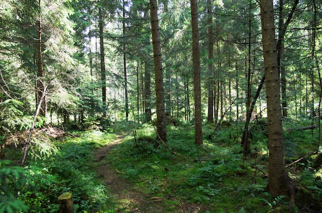 Bella foresta con grandi alberi