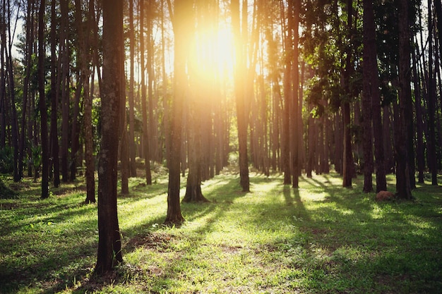 Photo beautiful forest with many trees, sunlight shines through.