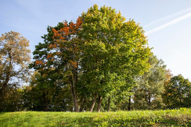 Beautiful forest with trees of different types