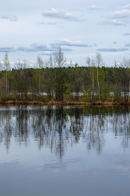 Beautiful forester lakeside in summer