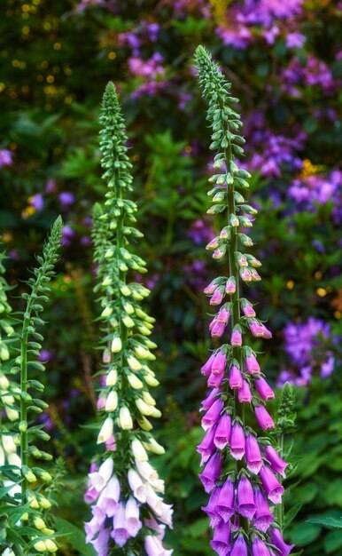 숲이나 가정 정원에서 자라는 아름다운 Foxgloves 꽃 자연의 키 큰 줄기에 꽃이 피고 돋아나는 보라색 꽃 식물의 근접 촬영