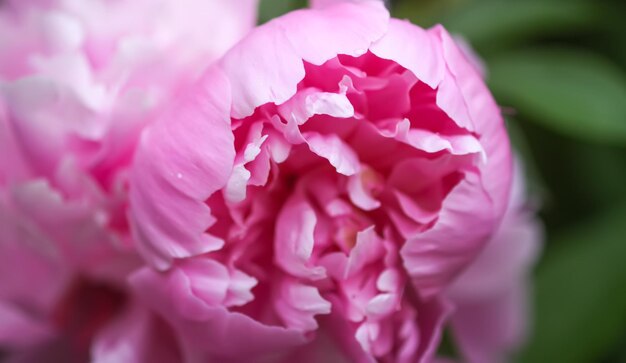 Photo beautiful fragrant flowers in summer garden pink peonies in full bloom