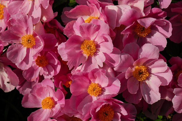 Beautiful fragrant pink peonies with yellow center bloom in garden in spring or summer