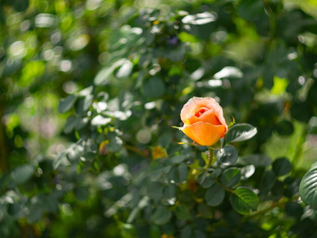 晴れた暖かい日に美しい香りのよいバラの花