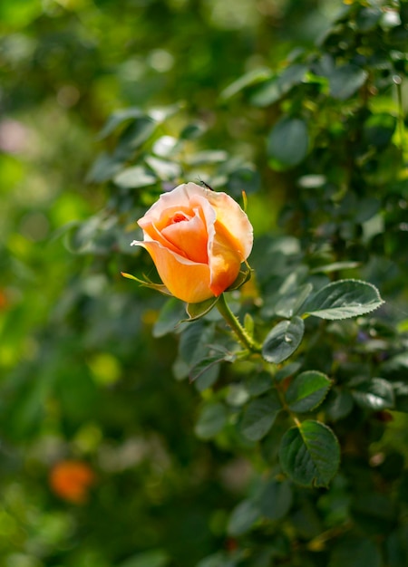 Beautiful fragrant rose flower on a sunny warm day