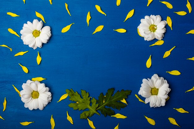 Beautiful frame of white chrysanthemums and yellow petals on a blue background.