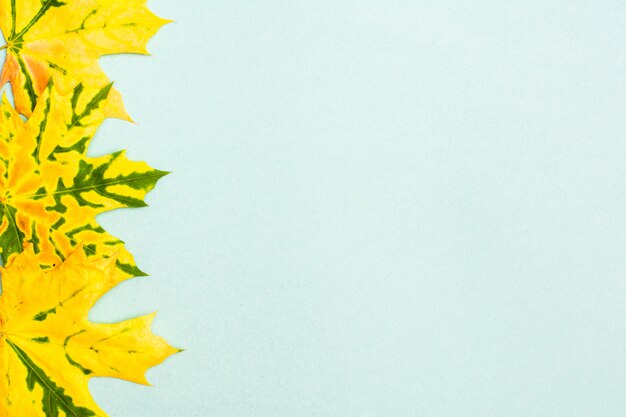 Beautiful frame of yellow-green fallen maple leaves on a cardboard background.