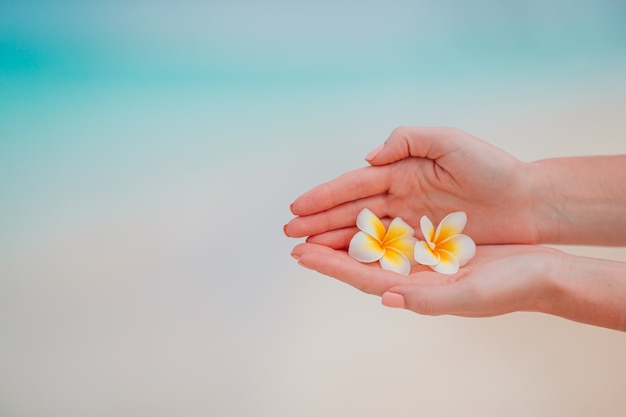 Beautiful frangipani flowers in hands