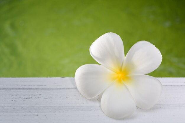 Beautiful Frangipani spa flower on wood plank with soft green pond background