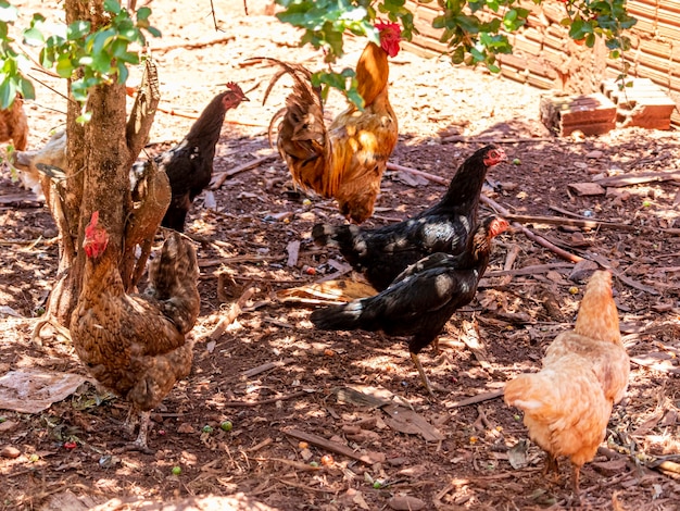 농장에서 긁는 아름다운 방목 닭.