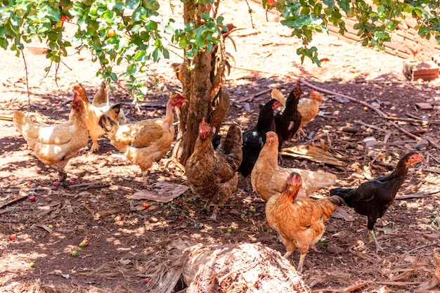 Bellissimi polli ruspanti che graffiano nei terreni agricoli.