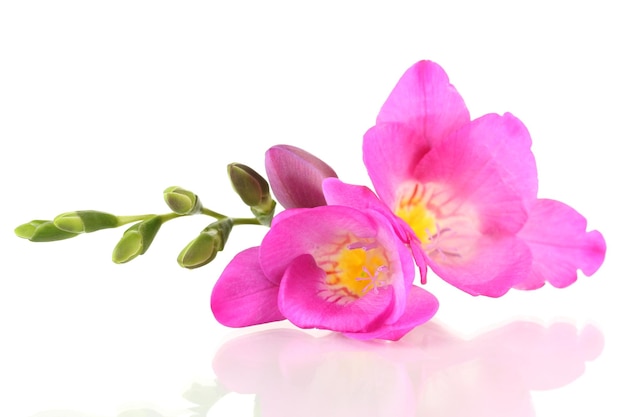 Beautiful freesia flower isolated on white