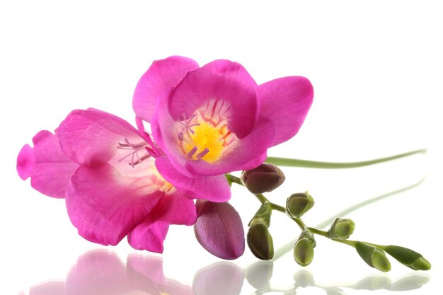 Beautiful freesia flower isolated on white