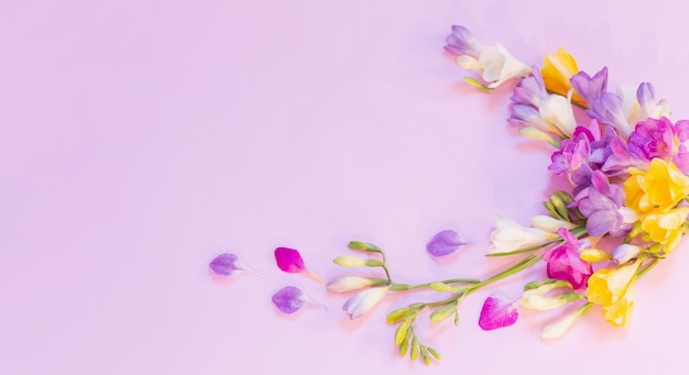 Beautiful freesia flowers on pink background