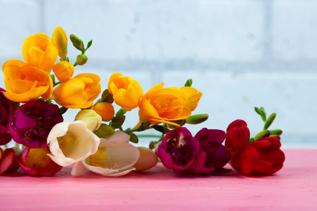 Beautiful freesia on a pink wooden background. Multi-colored flowers.