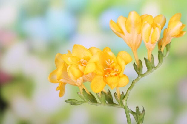 Beautiful freesias on green nature background