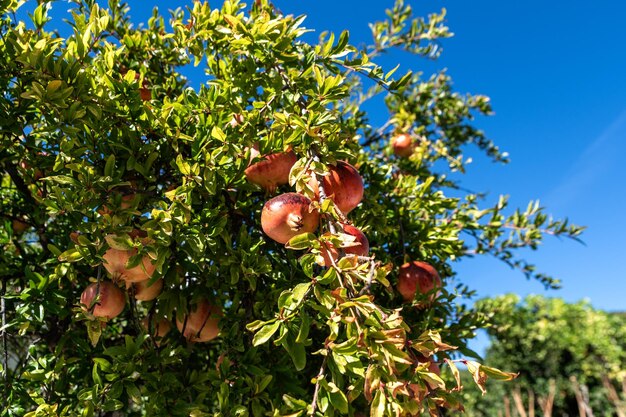 写真 茂みのある果樹園の木に ⁇ 麗で新鮮で熟したイチゴの果実が生えています