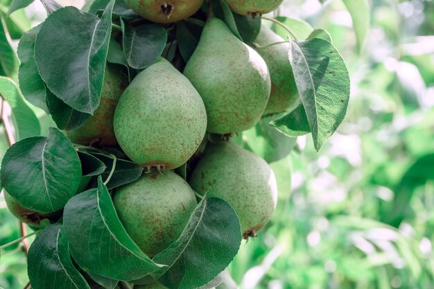 Beautiful fresh big young pears growing on a tree Close up