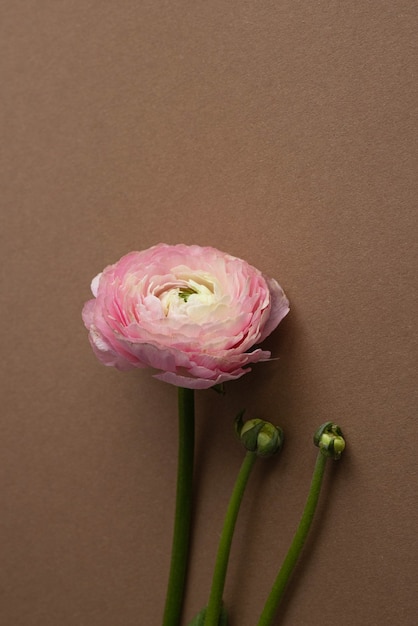 Beautiful fresh blossoming single salmon colored Ranunculus flower on the brown vertical side view