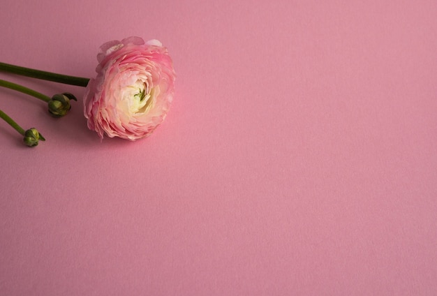 Beautiful fresh blossoming single salmon colored Ranunculus flower on the pink with copyspace