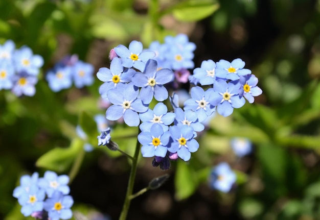 美しい新鮮な青いforgetmenot花クローズビューForgetmenot花の背景