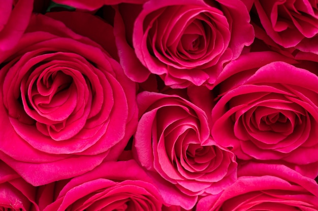 Beautiful fresh bright roses on a light background