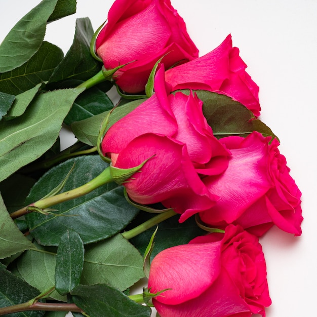 Beautiful fresh bright roses on a light background