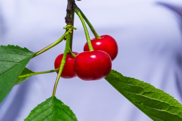 Beautiful Fresh Cherries on Branch