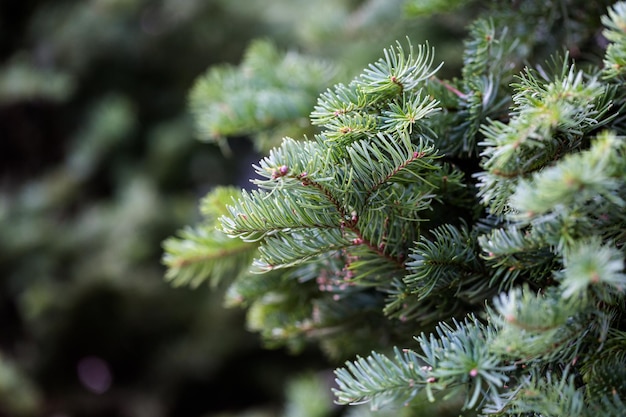 Beautiful fresh cut Christmas trees at Christmas tree farm.