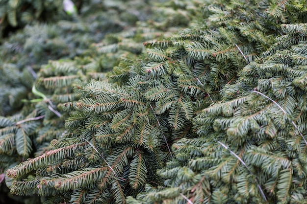 Beautiful fresh cut Christmas trees at Christmas tree farm.