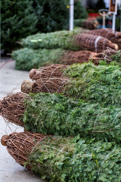 Beautiful fresh cut Christmas trees at Christmas tree farm.