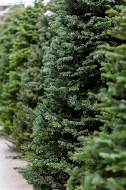 Beautiful fresh cut Christmas trees at Christmas tree farm.