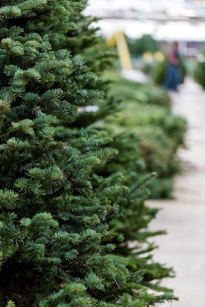 Beautiful fresh cut Christmas trees at Christmas tree farm.