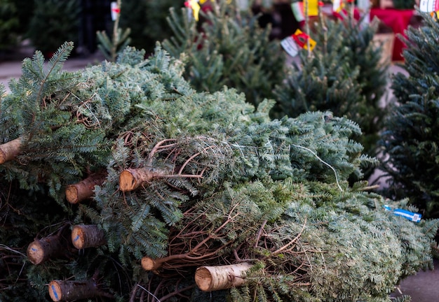 Beautiful fresh cut Christmas trees at Christmas tree farm.