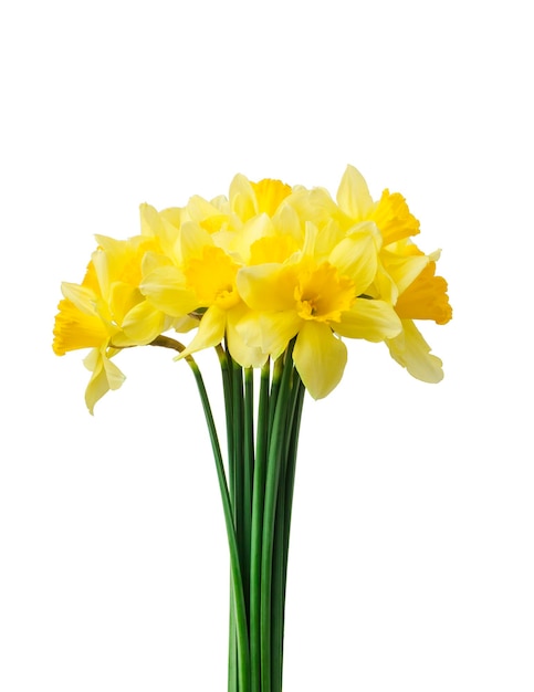 beautiful fresh daffodils flowers isolated on white background