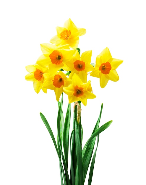 Photo beautiful fresh daffodils flowers isolated on white background