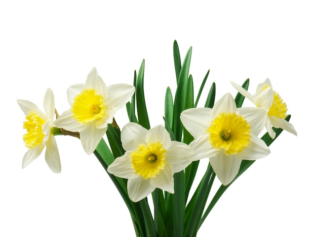 beautiful fresh daffodils flowers, 