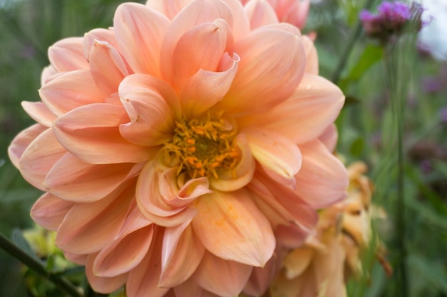 Beautiful of  fresh Dahlia flower. orange flower