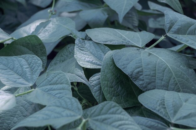 Beautiful fresh flowering beans leaf Close up of a bush of green beans Natural background large b