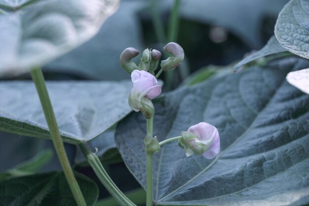 Photo beautiful fresh flowering beans leaf close up of a bush of green beans natural background large b