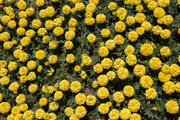 Beautiful fresh flowers as a background