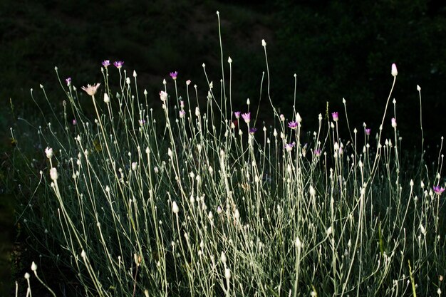 Beautiful fresh flowers as a nature background