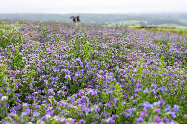 Beautiful fresh flowers in the flower garden.