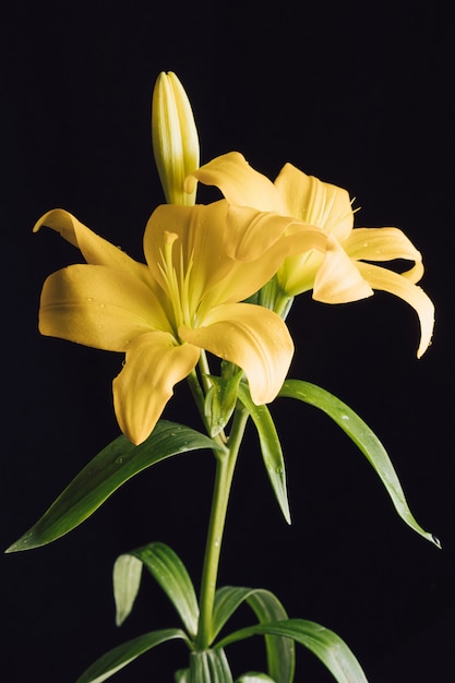 Foto bellissimi fiori freschi sul ramoscello verde