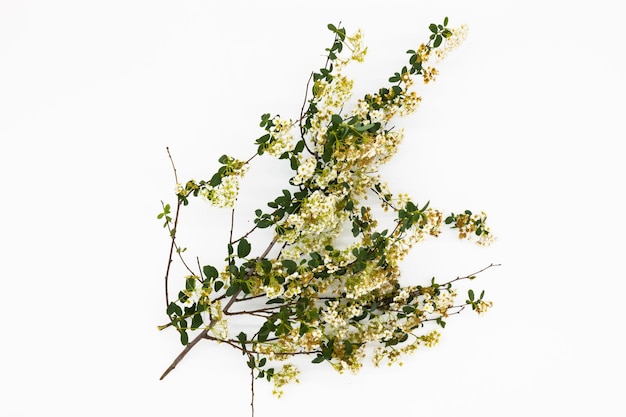 写真 白い背景で隔離の美しい新鮮な緑の花の枝