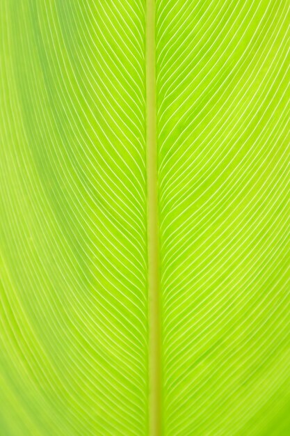 Photo a beautiful fresh green leaf close up of big green leaf full screen background