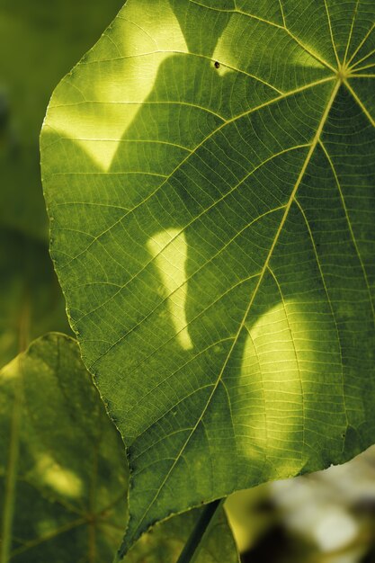 Beautiful fresh green leaf in nature.Macro photography.