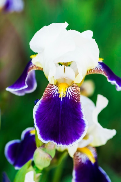 Beautiful fresh iris flowers